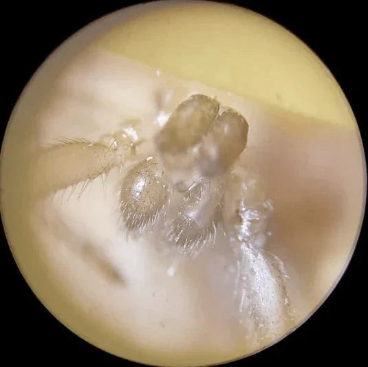 المجهر الصغير الخاص بالأطفال يكبر حتى 120 ضعف - Makfool